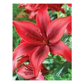 Ázsiai Liliom Piros - Lilium Asiatic "Red"