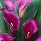 Kála - Lila - Zantedeschia Violet