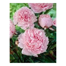   Bazsarózsa / Pünkösdi rózsa - Rózsaszín - Paeonia sinensis - pink