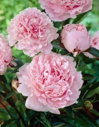 Bazsarózsa / Pünkösdi rózsa - Rózsaszín - Paeonia sinensis - pink
