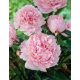 Bazsarózsa / Pünkösdi rózsa - Rózsaszín - Paeonia sinensis - pink