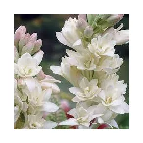Tubarózsa - Polianthes tuberosa The Pearl 