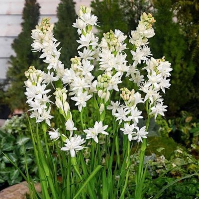 Tubarózsa - Polianthes tuberosa The Pearl 