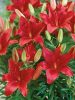 Ázsiai Liliom Piros - Lilium Asiatic "Red"