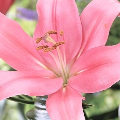 Ázsiai Liliom Rózsaszín - Lilium Asiatic "Pink"