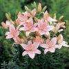 Ázsiai Liliom Rózsaszín - Lilium Asiatic "Pink"