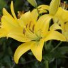 Ázsiai Liliom -Sárga - Lilium Asiatic "Yellow"