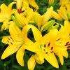 Ázsiai Liliom -Sárga - Lilium Asiatic "Yellow"