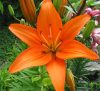 Ázsiai Liliom  - Narancs - Lilium Asiatic "Orange"