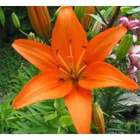   Ázsiai Liliom  - Narancs - Lilium Asiatic "Orange"