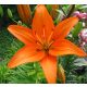 Ázsiai Liliom  - Narancs - Lilium Asiatic "Orange"