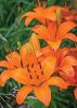 Ázsiai Liliom  - Narancs - Lilium Asiatic "Orange"