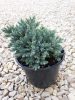 Himalájai boróka - Juniperus sqamata 'Blue Star'