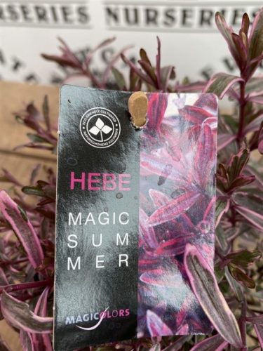 Örökzöld Veronikacserje - HEBE Magic Summer