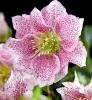Telt virágú hunyor - Helleborus orientalis "Hello Amber" Cs15