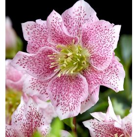   Telt virágú hunyor - Helleborus orientalis "Hello Amber" Cs15