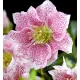 Telt virágú hunyor - Helleborus orientalis "Hello Amber" Cs15