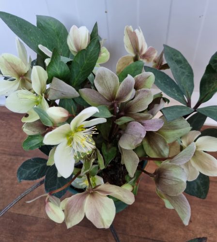 Hunyor - Helleborus "VIV Valeria" 
