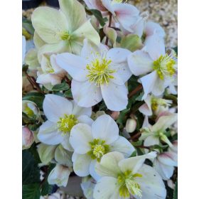 Hunyor - Helleborus HGC Happy Dream