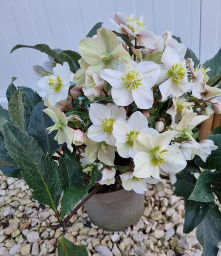 Hunyor - Helleborus HGC Happy Dream