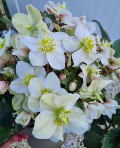 Hunyor - Helleborus HGC Happy Dream