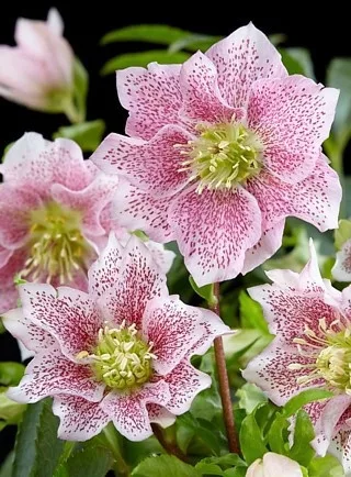 Telt virágú hunyor - Helleborus orientalis "Hello Amber" Cs15
