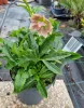 Telt virágú hunyor - Helleborus orientalis "Hello Amber" Cs15