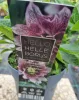 Telt virágú hunyor - Helleborus orientalis "Hello Amber" Cs15