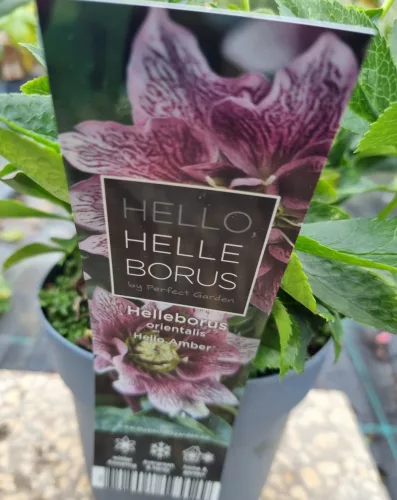 Telt virágú hunyor - Helleborus orientalis "Hello Amber" Cs15