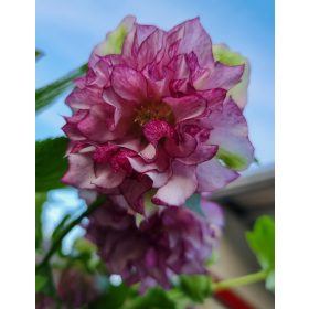 Telt virágú hunyor - Carnaval - Helleborus Orientalis