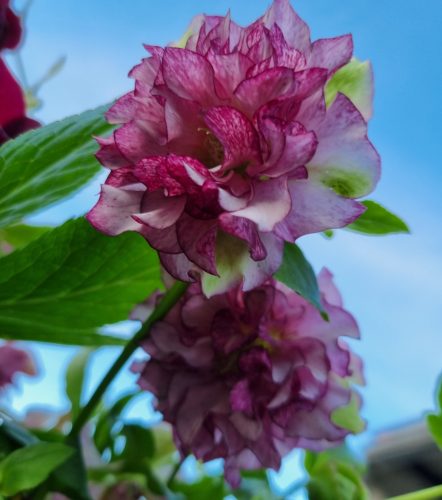 Telt virágú hunyor - Carnaval - Helleborus Orientalis