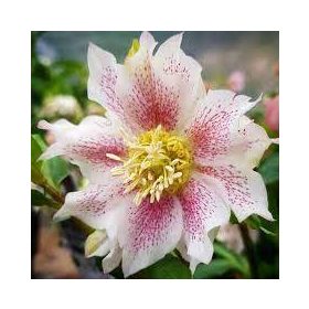 Telt virágú hunyor - Hello Pearl - Helleborus Orientalis