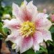 Telt virágú hunyor - Hello Pearl - Helleborus Orientalis