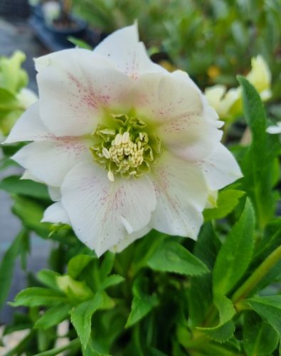 Telt virágú hunyor - Hello Pearl - Helleborus Orientalis