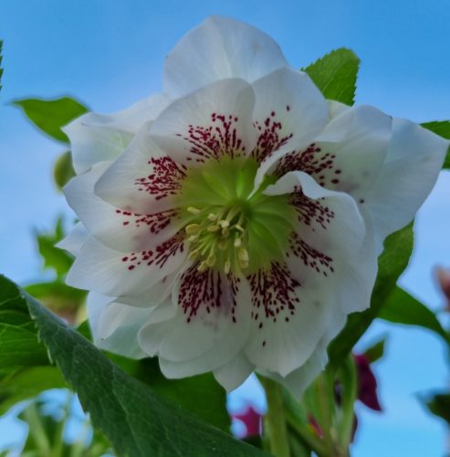 Telt virágú hunyor - Hello Pearl - Helleborus Orientalis