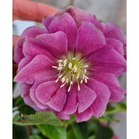Telt virágú hunyor - Helleborus orientalis "Hello Pink"
