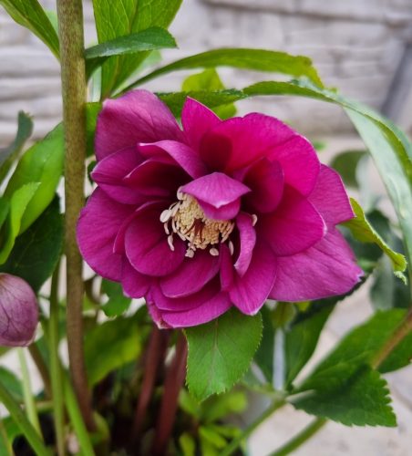Telt virágú hunyor - Helleborus orientalis "Hello Pink"