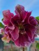 Telt virágú hunyor - Hello Pink - Helleborus orientalis