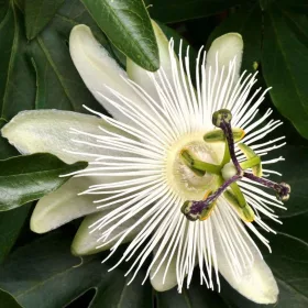   Hófehér golgotavirág - Passiflora caerulea - "Constance Elliott"