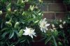  Hófehér golgotavirág - Passiflora caerulea - "Constance Elliott"