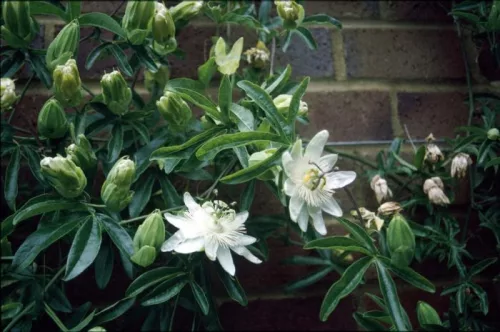  Hófehér golgotavirág - Passiflora caerulea - "Constance Elliott"