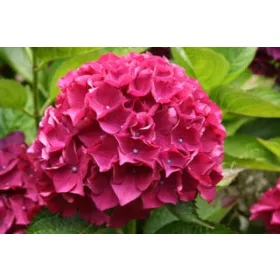 Kerti Hortenzia " Doris" - Hydrangea macrophylla