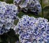 Kék-fehér virágú Kerti Hortenzia " Candy Blue" - Hydrangea macrophylla