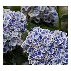   Kék-fehér virágú Kerti Hortenzia " Candy Blue" - Hydrangea macrophylla