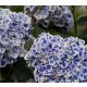 Kék-fehér virágú Kerti Hortenzia " Candy Blue" - Hydrangea macrophylla