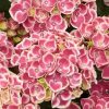 Rózsaszín-fehér virágú Kerti Hortenzia " Candy Pink" - Hydrangea macrophylla
