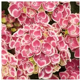   Rózsaszín-fehér virágú Kerti Hortenzia " Candy Pink" - Hydrangea macrophylla