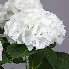 Fehér virágú Kerti Hortenzia " Snowball" - Hydrangea macrophylla
