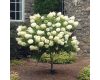 Törzses bugás hortenzia - Silver Dollár - Hydrangea Paniculata - 60 cm törzs