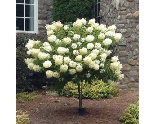 Törzses bugás hortenzia - Silver Dollár - Hydrangea Paniculata - 60 cm törzs